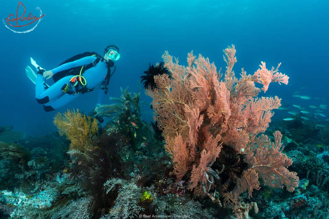 Diver admiring corals in Raja Ampat