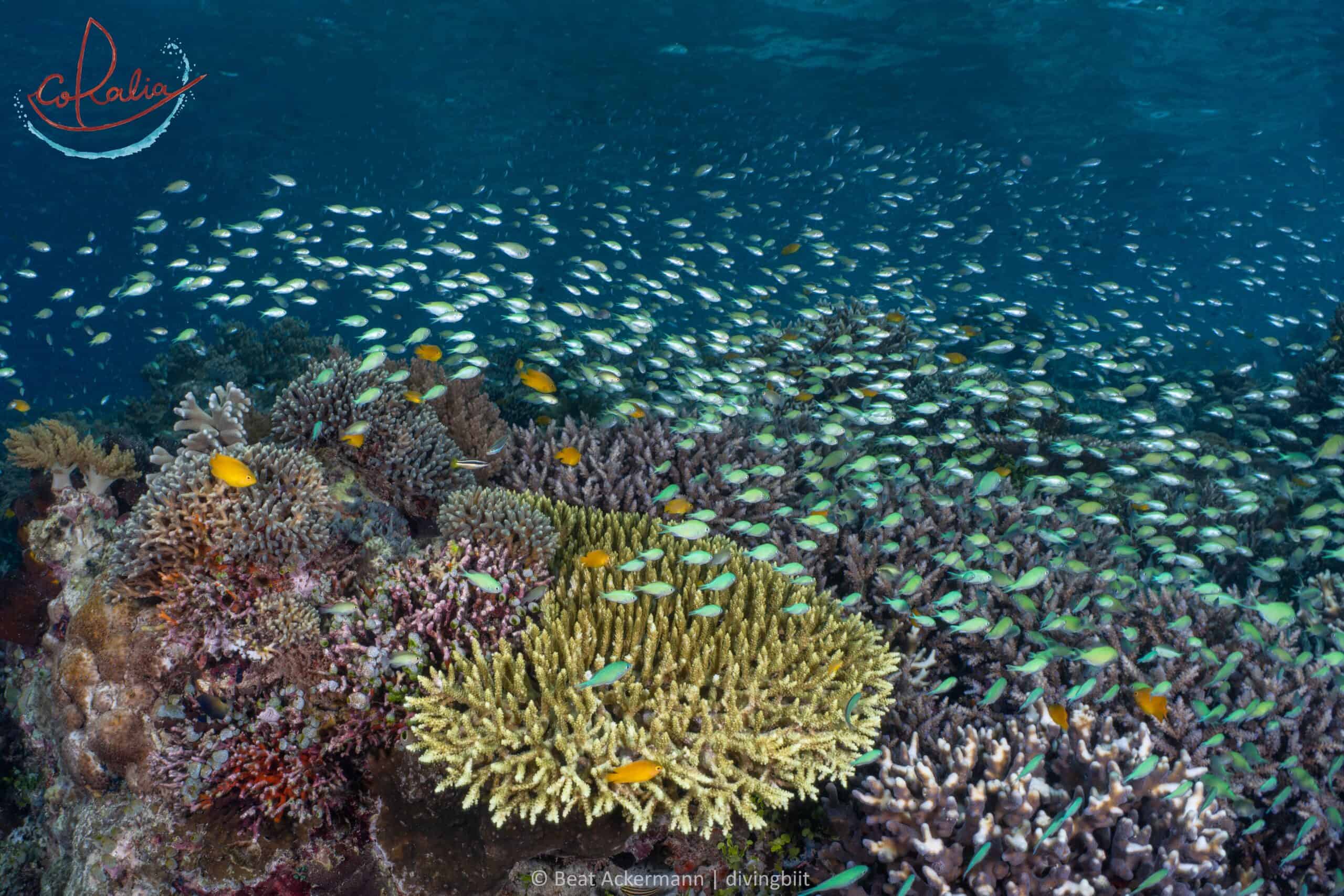 Coral garden in Raja Ampat