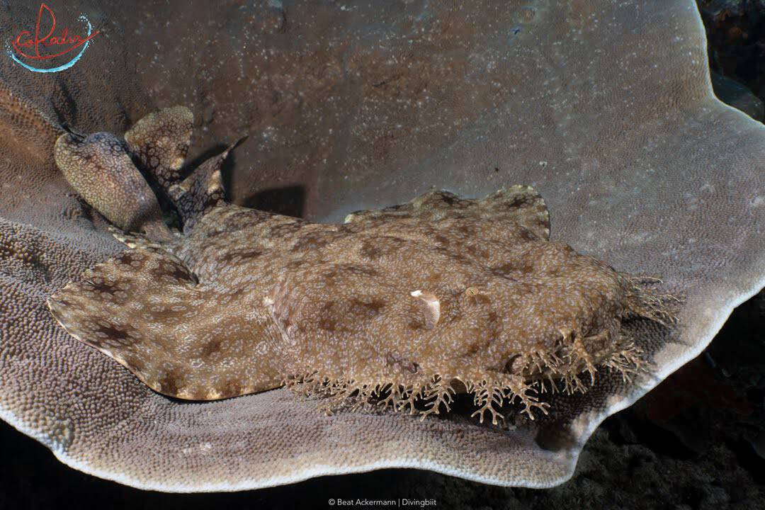 Wobbegong shark in the Dampier Strait.