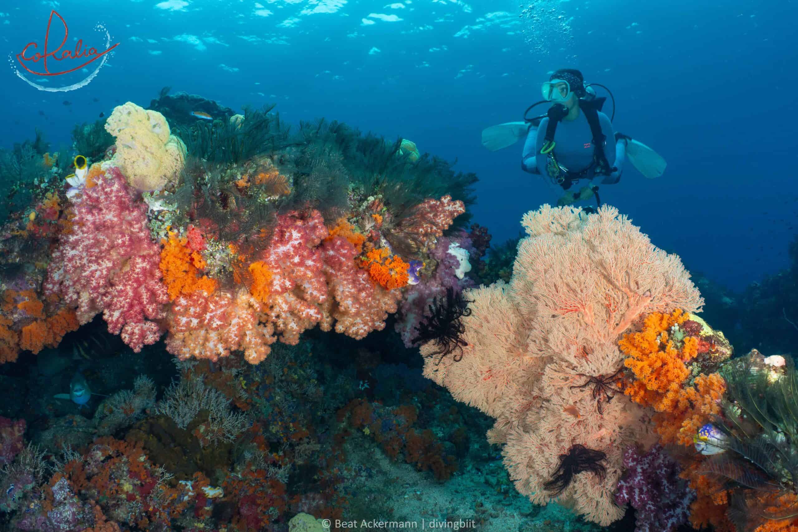 Soft corals in Misool.