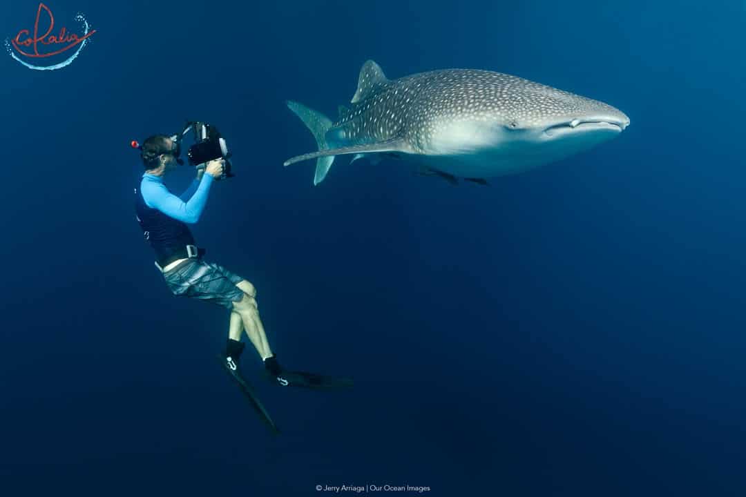 Underwater photographer with a whale shark in cenderawasih bay